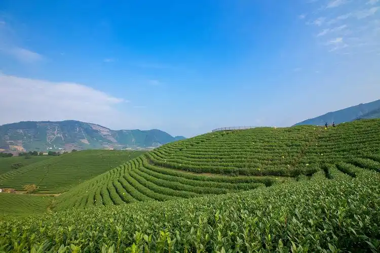 "茶颜悦色"】住1晚帐篷客安吉溪龙茶谷度假酒店 享茶园骑行 开心茶农